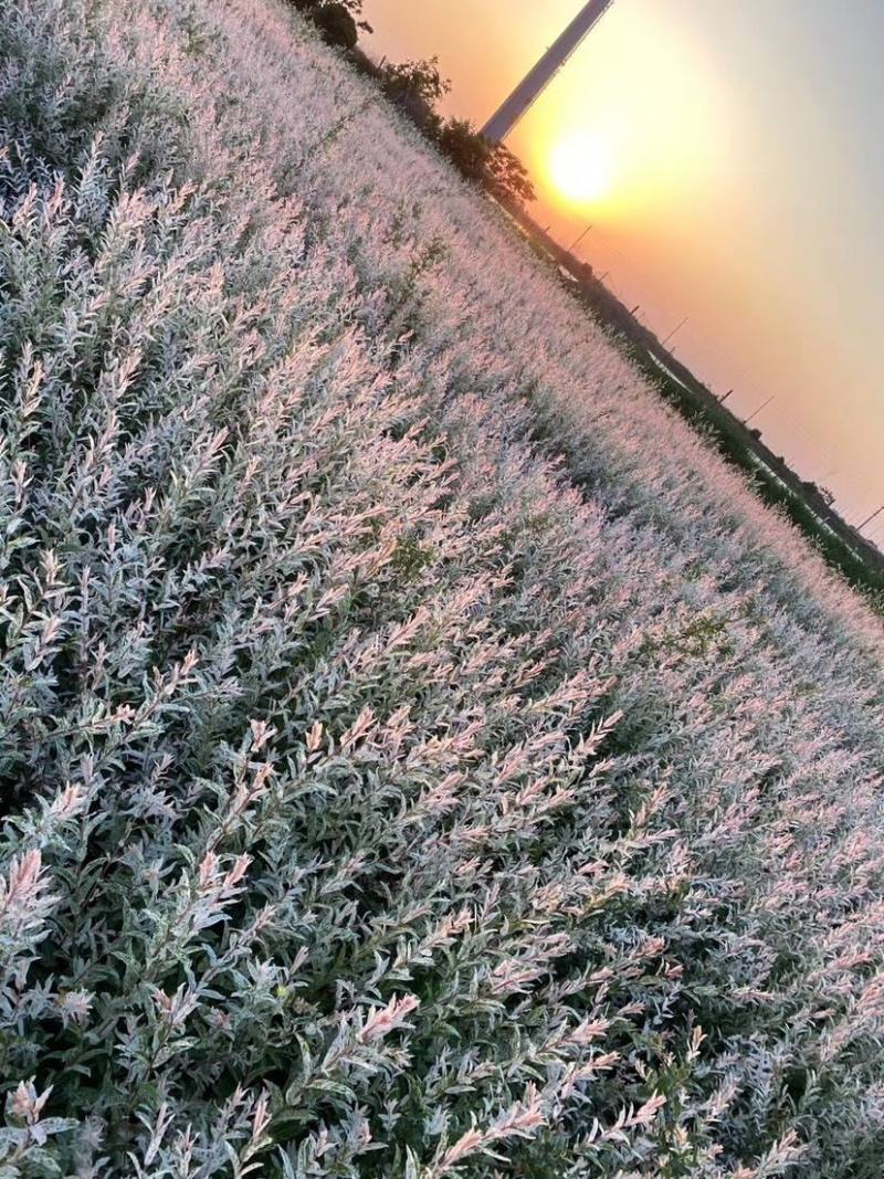 多花木兰种籽种子蜜源植物树草花种子草籽