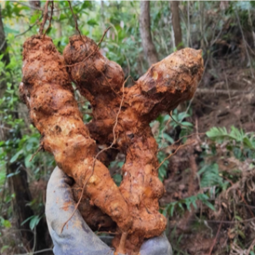 土茯苓湖南山区野生土茯苓一手货源，质量保证