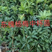 杨梅树苗1~250~100cm