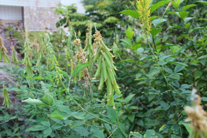 猪屎豆种子太阳麻种子椭圆叶猪屎豆三圆叶猪屎豆种子护