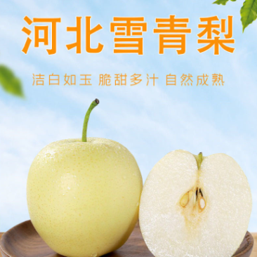 【诚信经营】赵县雪青梨各种梨（热销中）海量货源