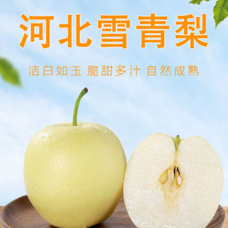 【诚信经营】赵县雪青梨各种梨（热销中）海量货源
