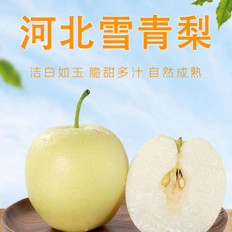 【诚信经营】赵县雪青梨各种梨（热销中）海量货源