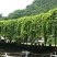 油麻藤种子多年生豆科爬藤乔林灌木蜜源绿化护坡固土景观