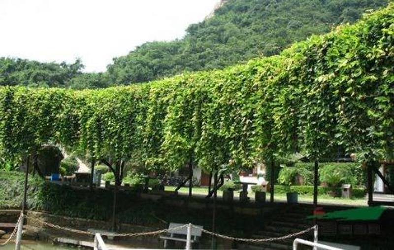 油麻藤种子多年生豆科爬藤乔林灌木蜜源绿化护坡固土景观