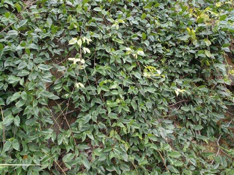 油麻藤种子多年生豆科爬藤乔林灌木蜜源绿化护坡固土景观