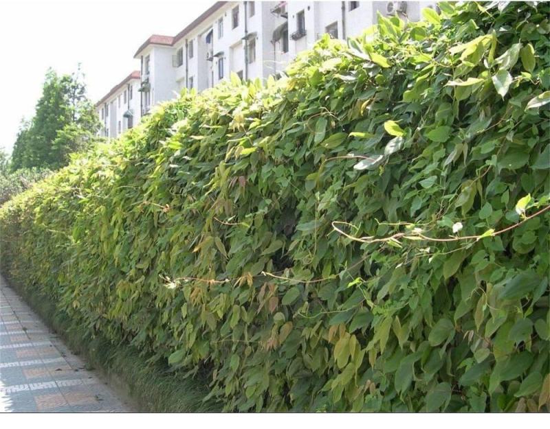 油麻藤种子多年生豆科爬藤乔林灌木蜜源绿化护坡固土景观