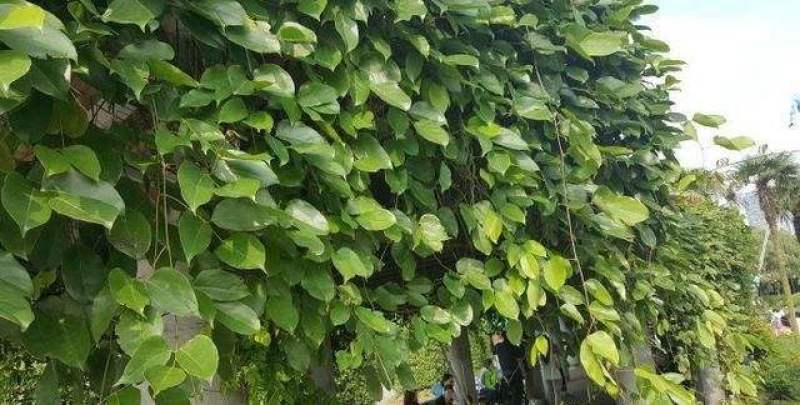 油麻藤种子多年生豆科爬藤乔林灌木蜜源绿化护坡固土景观