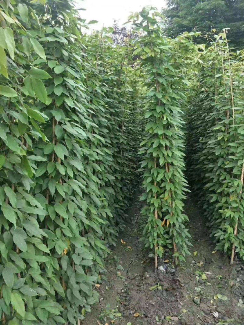 油麻藤种子多年生豆科爬藤乔林灌木蜜源绿化护坡固土景观