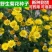 野菊花种子可药用泡茶菊花种籽山坡路边多年生宿根花卉