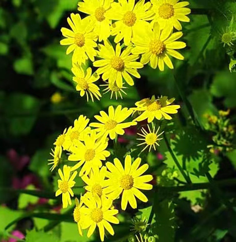 野菊花种子可药用泡茶菊花种籽山坡路边多年生宿根花卉