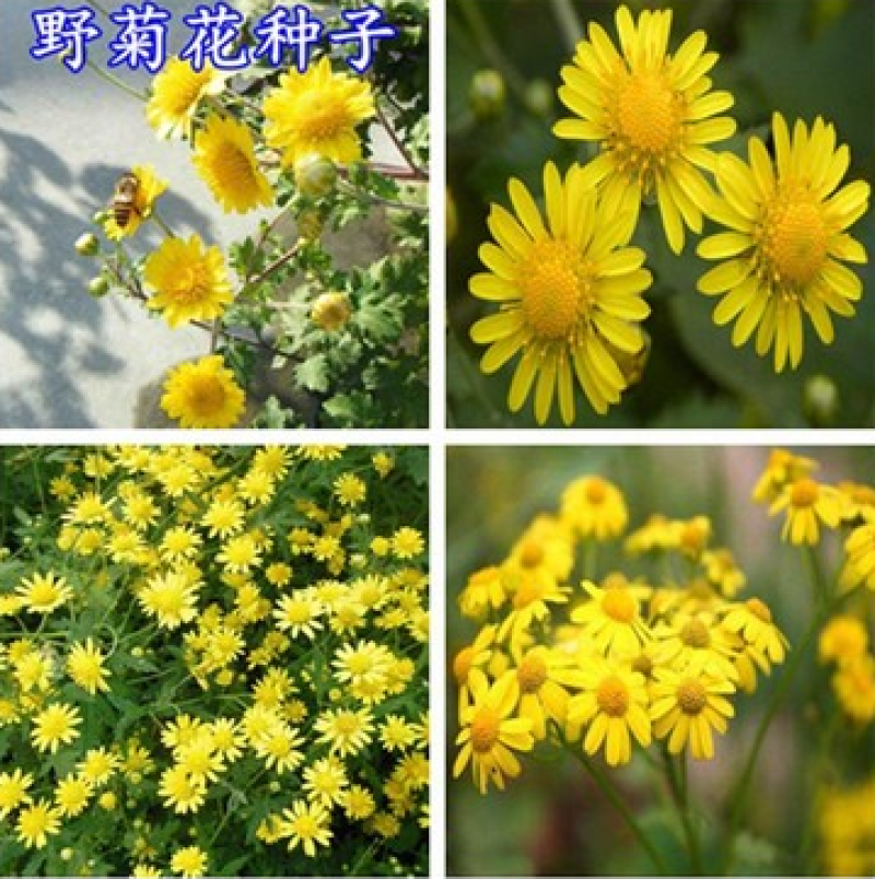 野菊花种子可药用泡茶菊花种籽山坡路边多年生宿根花卉