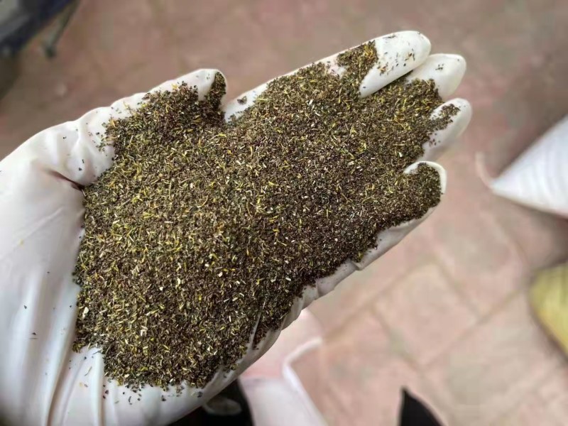 野菊花种子可药用泡茶菊花种籽山坡路边多年生宿根花卉
