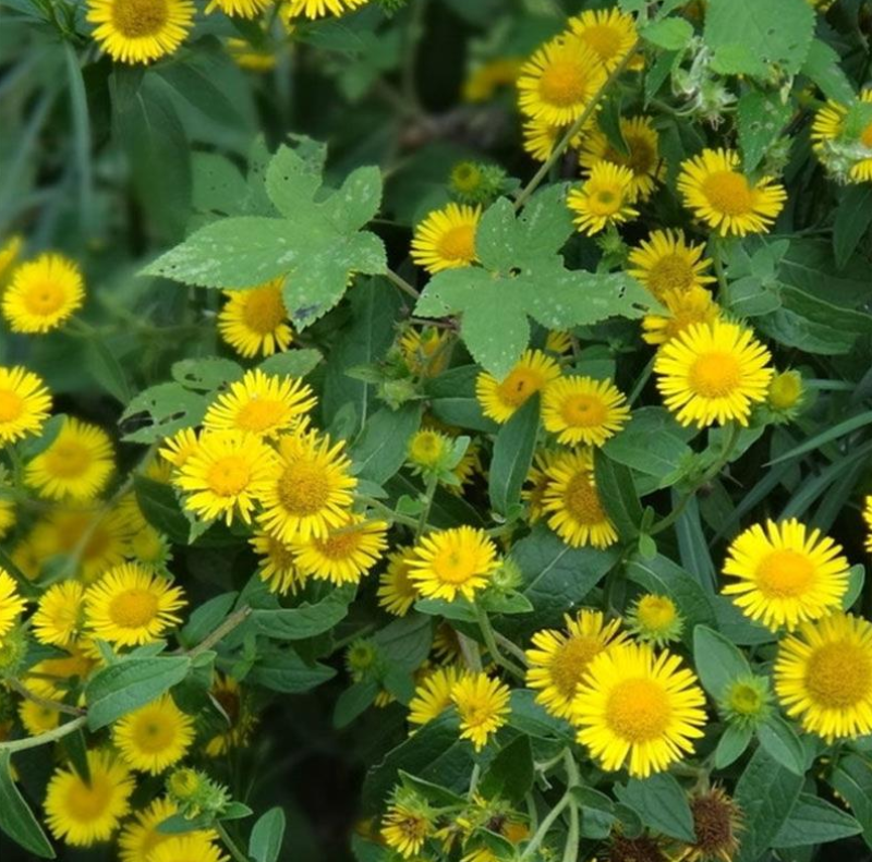 野菊花种子可药用泡茶菊花种籽山坡路边多年生宿根花卉