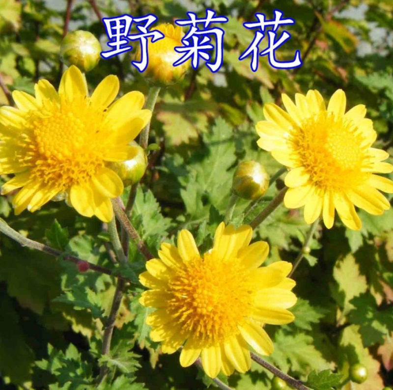 野菊花种子可药用泡茶菊花种籽山坡路边多年生宿根花卉