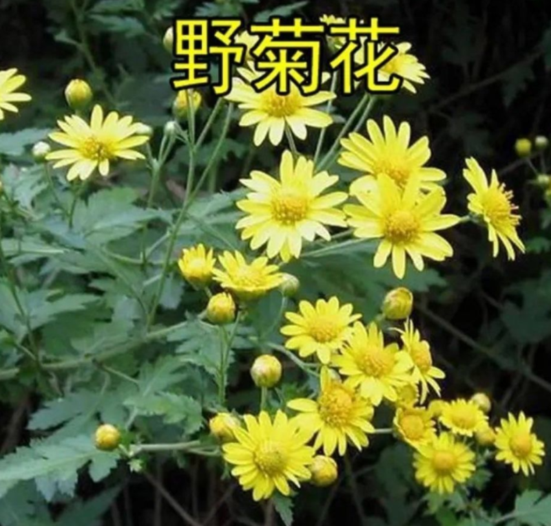 野菊花种子可药用泡茶菊花种籽山坡路边多年生宿根花卉