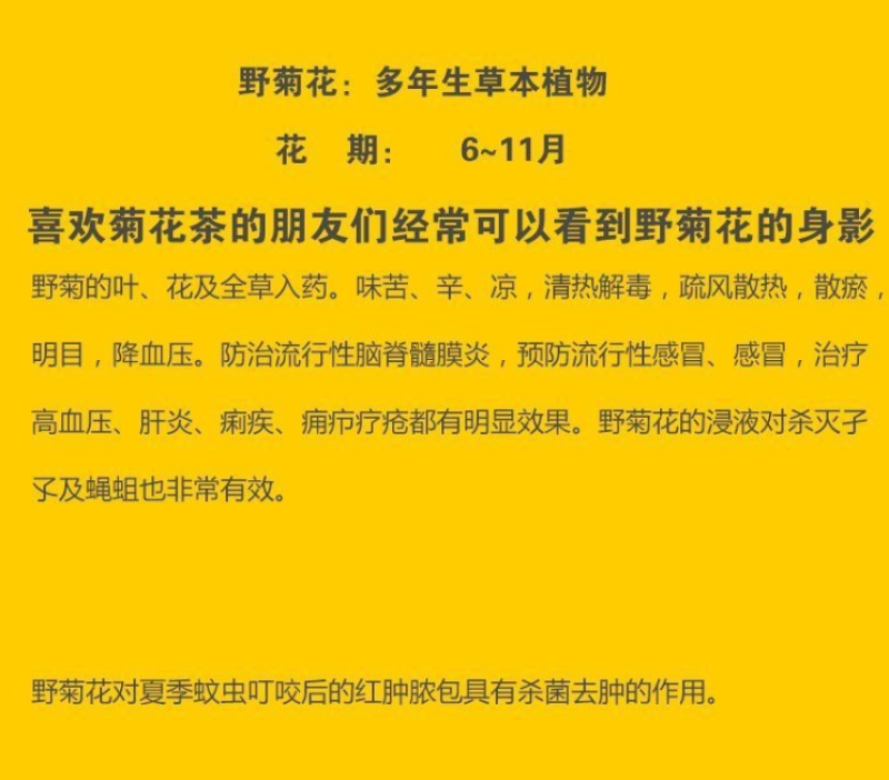 野菊花种子可药用泡茶菊花种籽山坡路边多年生宿根花卉