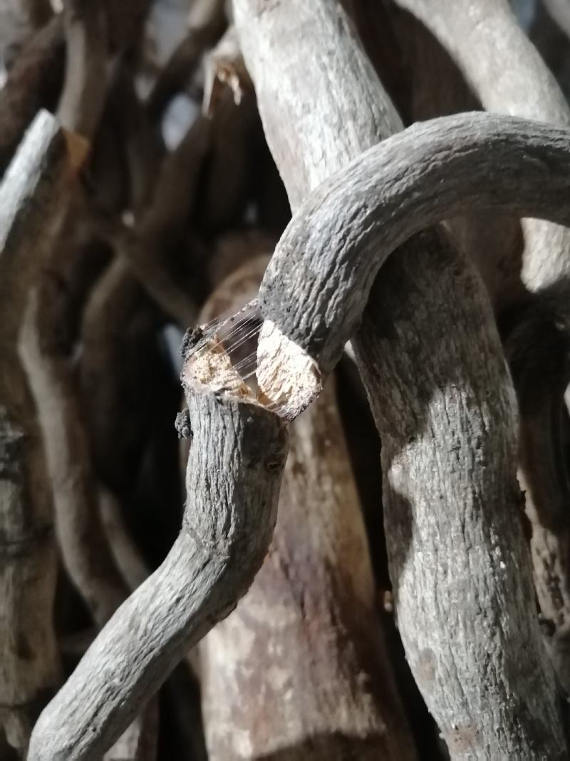 【推荐】本地杜仲（鸡比根）优选货保质保量产地直供