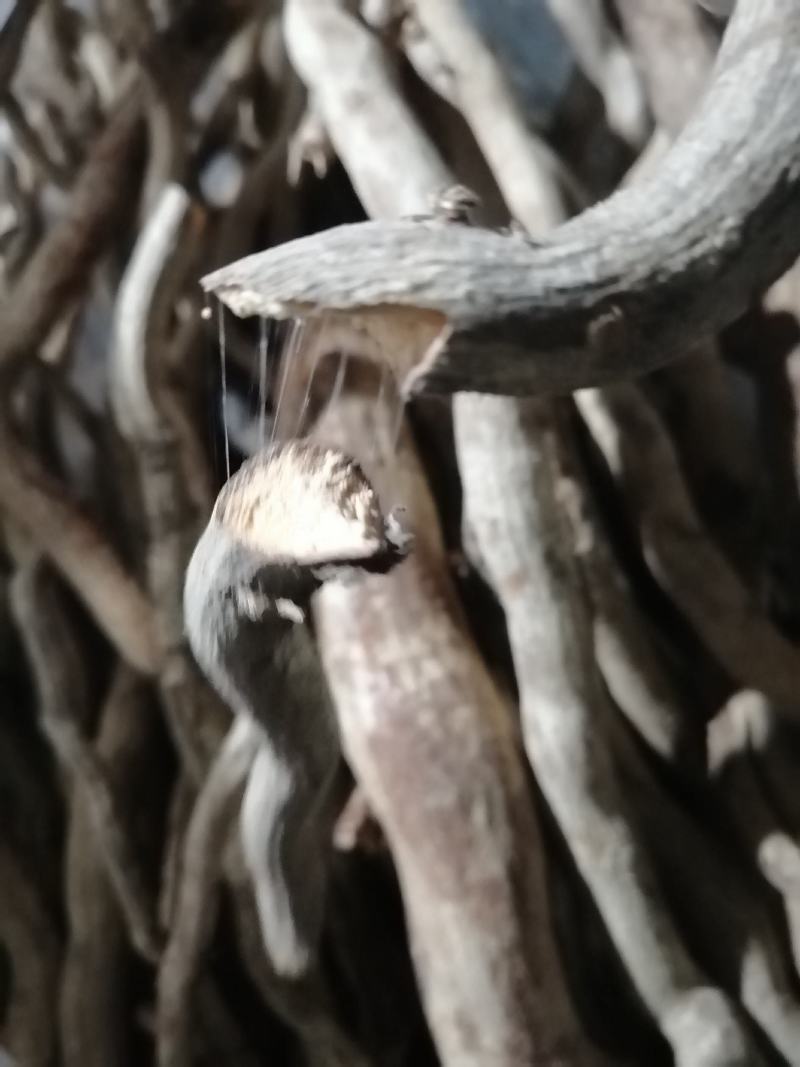 【推荐】本地杜仲（鸡比根）优选货保质保量产地直供