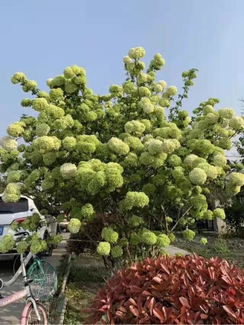 中华木绣球，斗球，中华木绣球斗球，木绣球斗球，