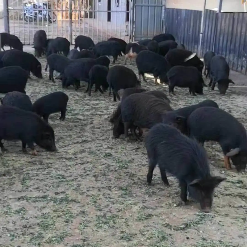 藏香猪，散养优质藏香猪，肉质鲜美自家农场养殖，防疫手续齐