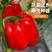 【实力】精品红黄五彩甜椒供应超市电商市场大量上市欢迎订购
