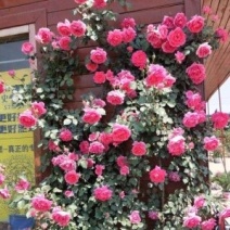 120厘米藤本欧月