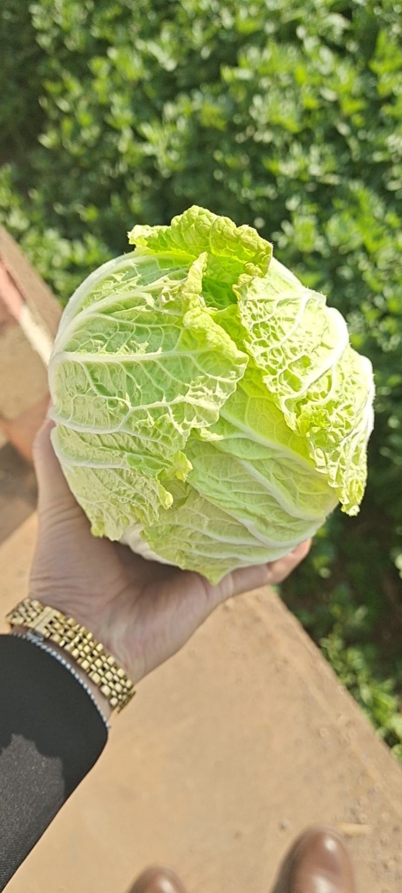 云南精品大娃娃菜，物美价廉，颜色好，口感好
