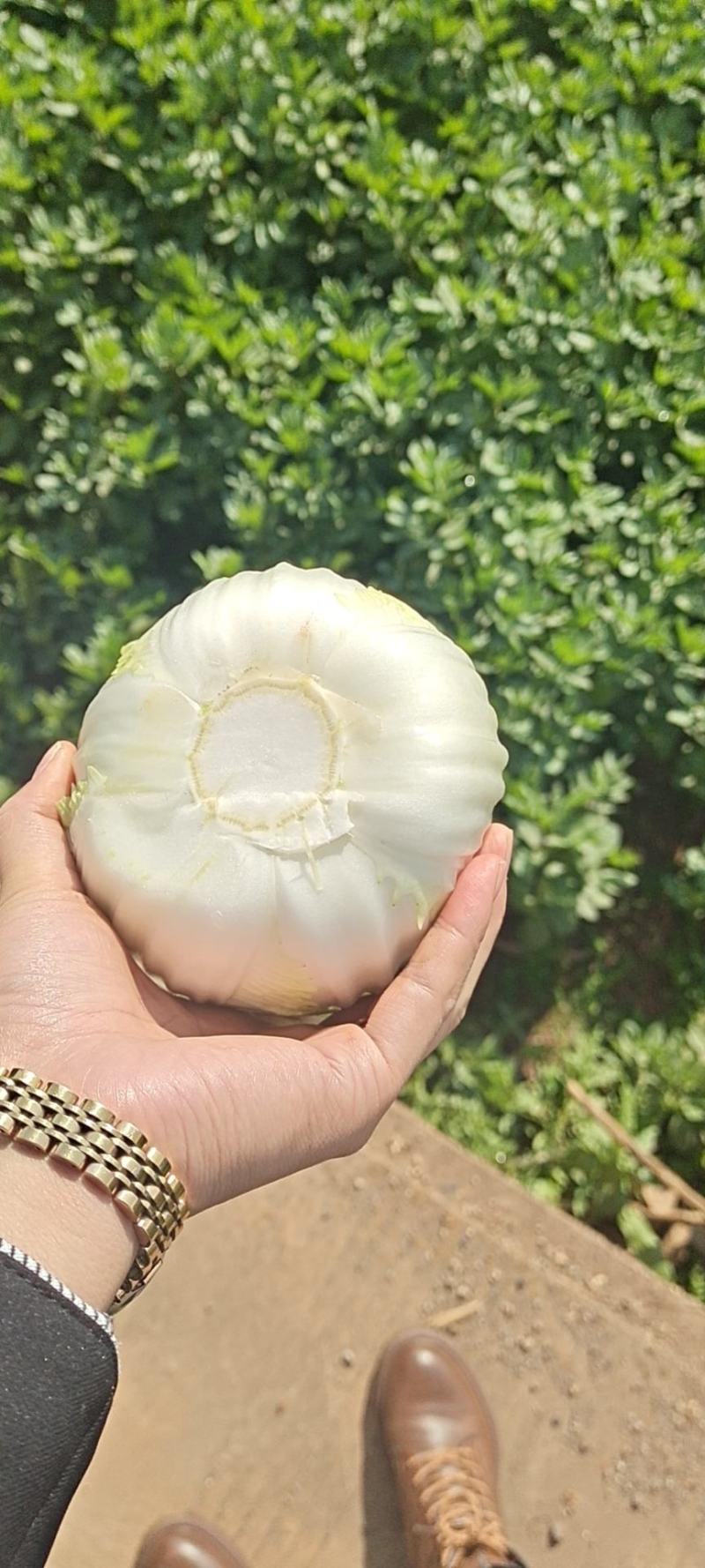 云南精品大娃娃菜，物美价廉，颜色好，口感好