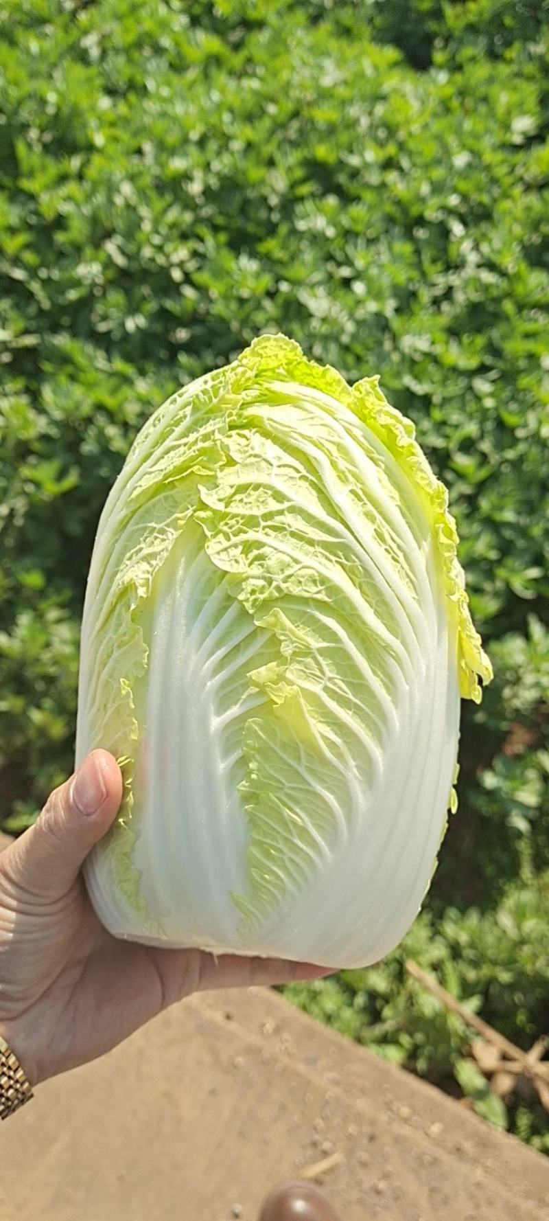 云南精品大娃娃菜，物美价廉，颜色好，口感好