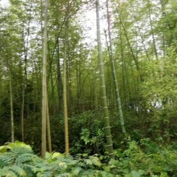 毛竹