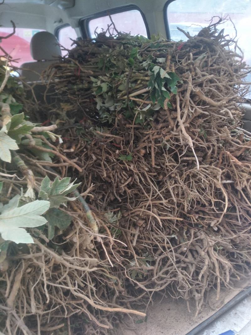 大通草种苗生长速度快质量保证成活率高