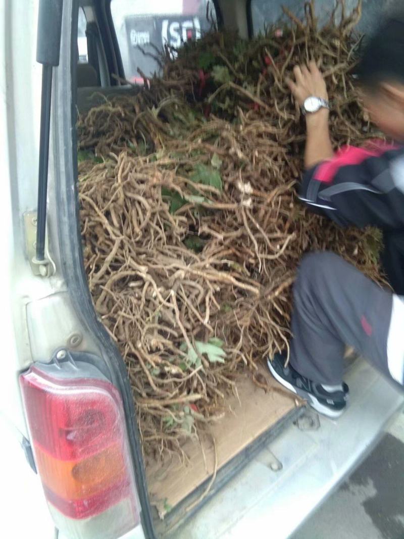 大通草种苗生长速度快质量保证成活率高