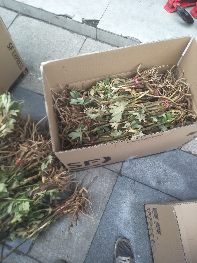 大通草种苗生长速度快质量保证成活率高