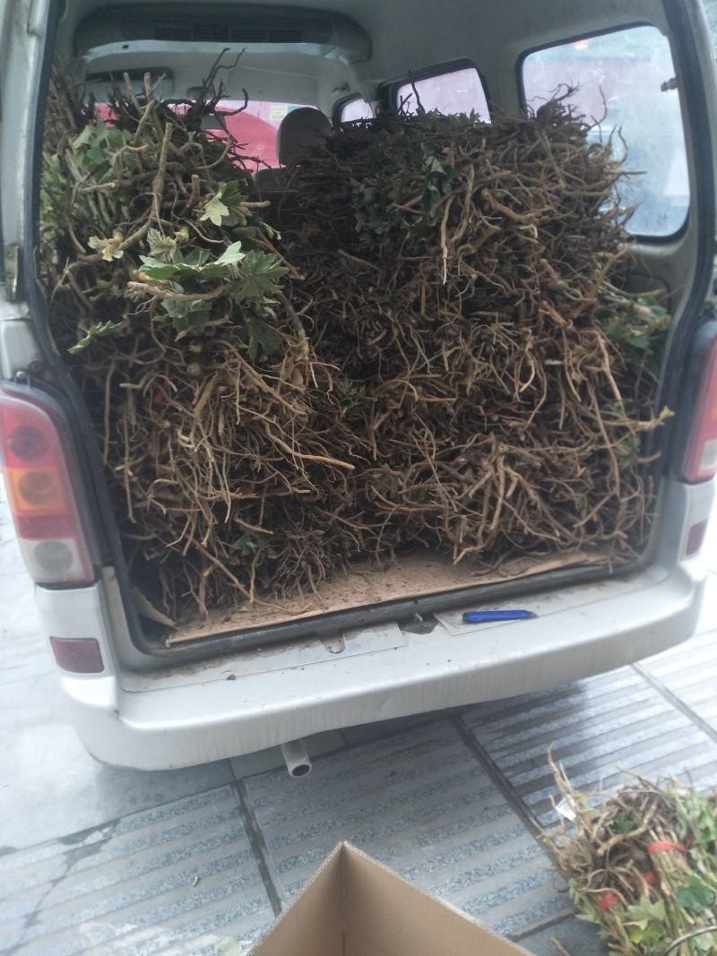 大通草种苗生长速度快质量保证成活率高