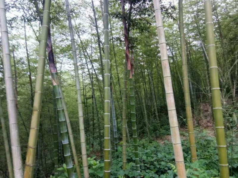 毛竹