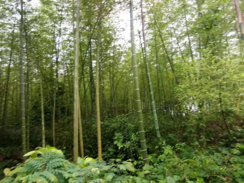 毛竹