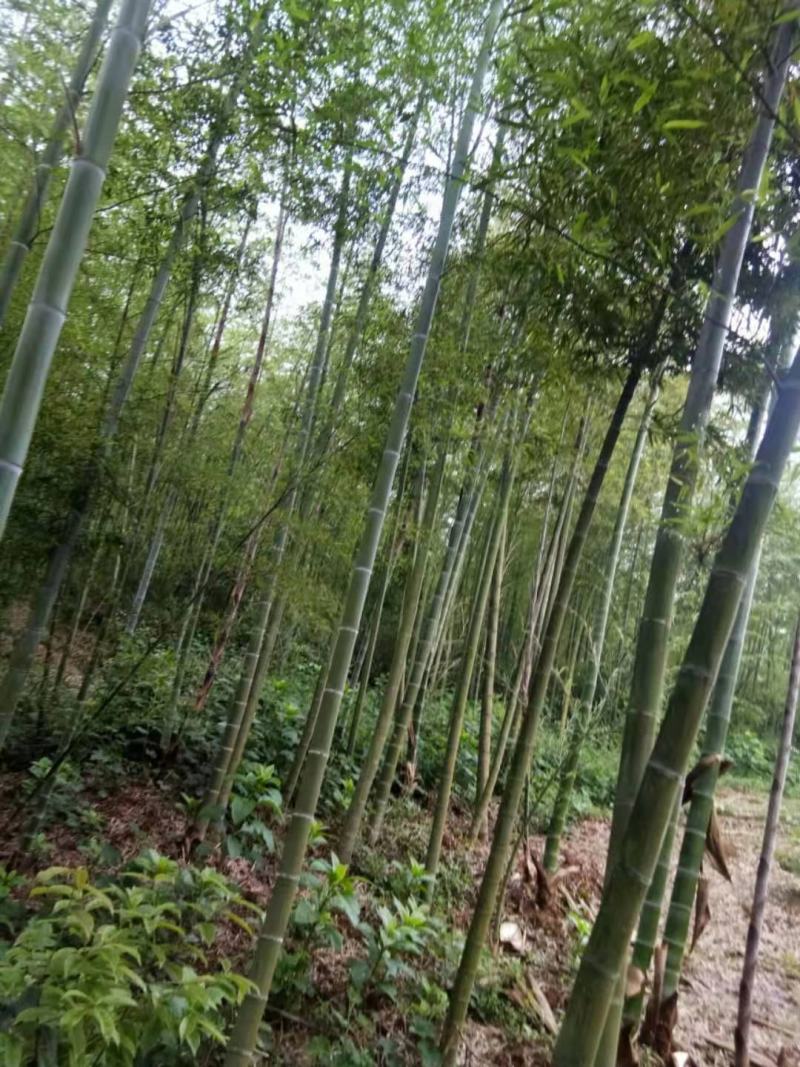 毛竹