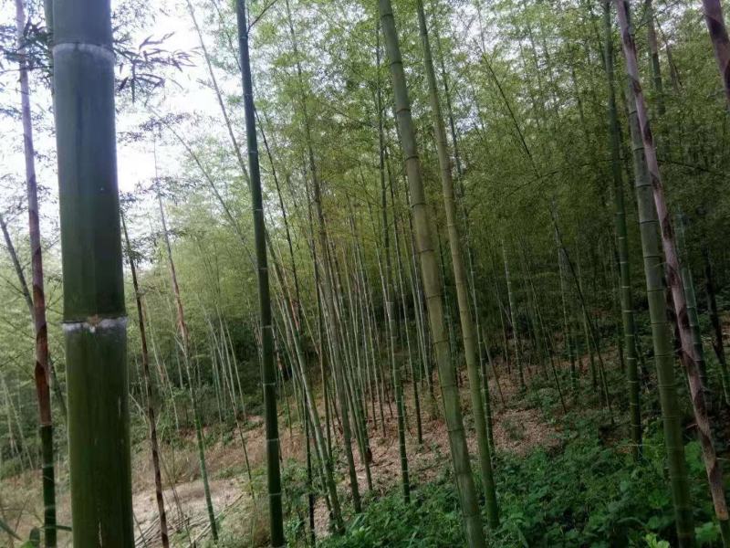 毛竹