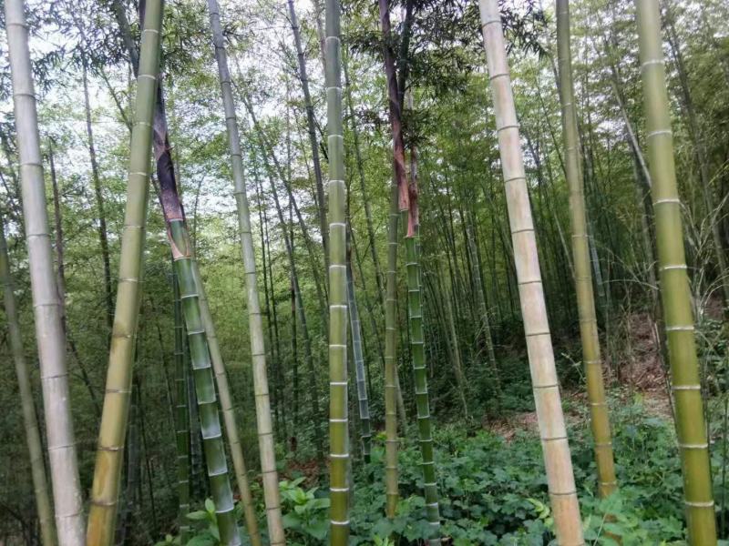 毛竹