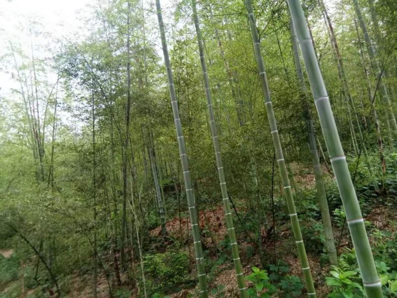 毛竹