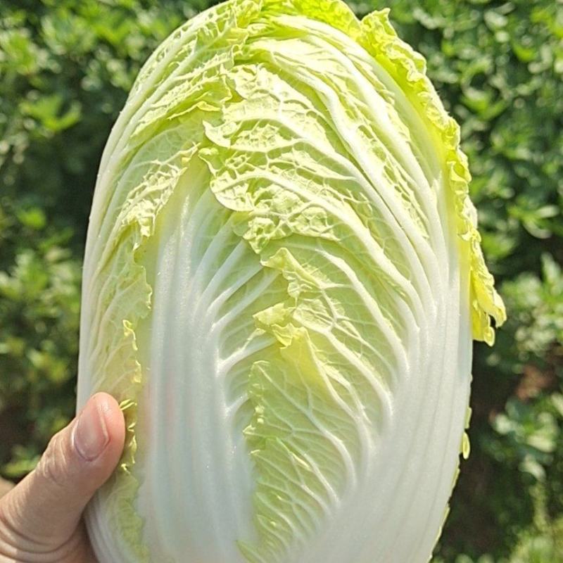 云南精品大娃娃菜，物美价廉，颜色好，口感好
