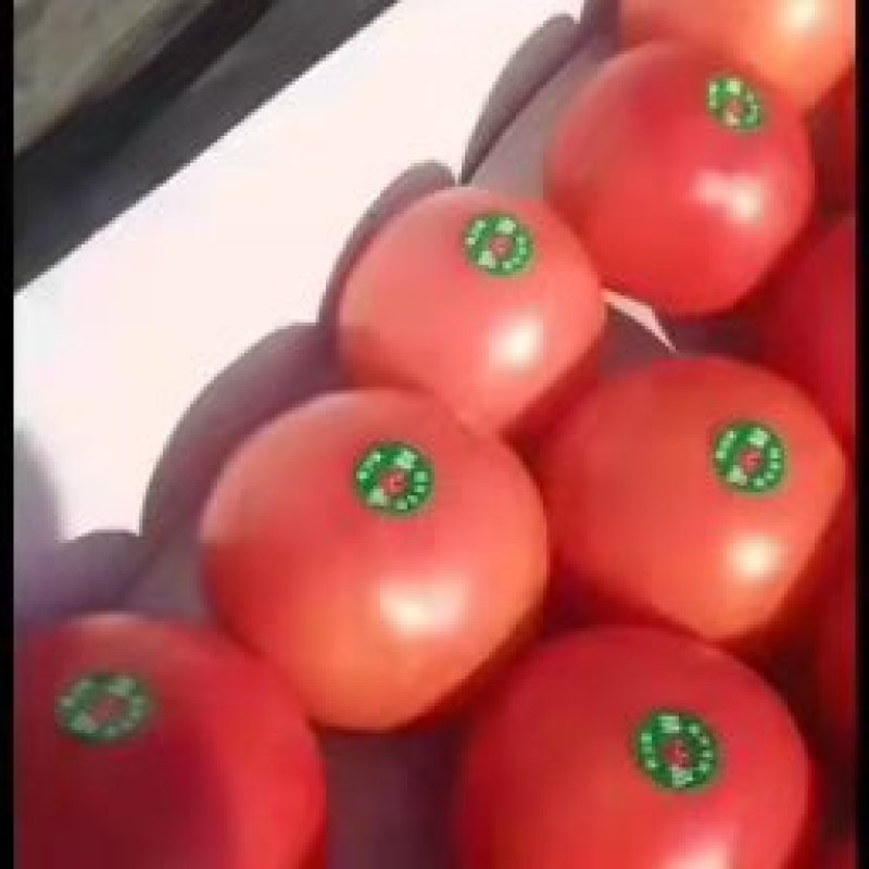 甜瓜苗