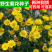 野菊花种子药用泡茶菊花种子山坡路边野黄菊花多年生野菜