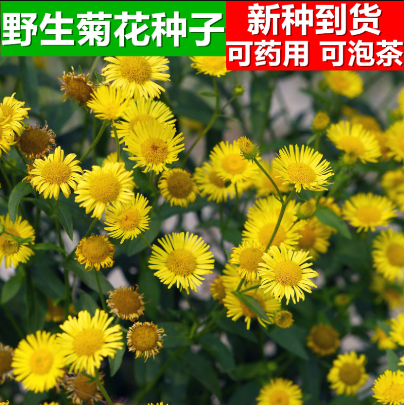 野菊花种子药用泡茶菊花种子山坡路边野黄菊花多年生野菜