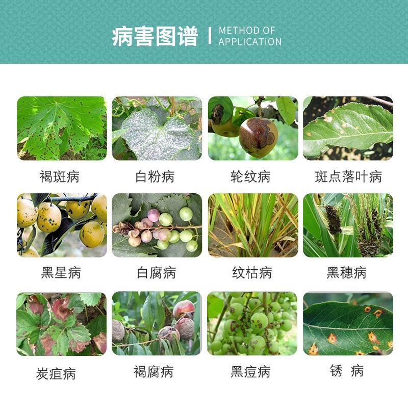 40%苯甲吡唑酯苯醚甲环唑吡唑醚菌酯叶斑病锈病杀菌剂