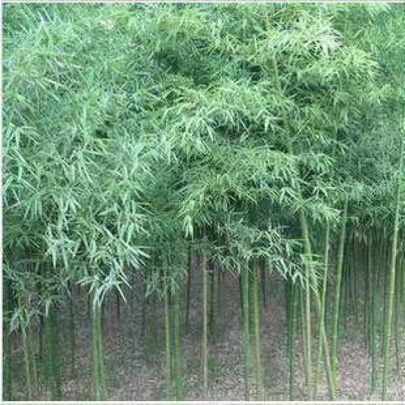 青竹
