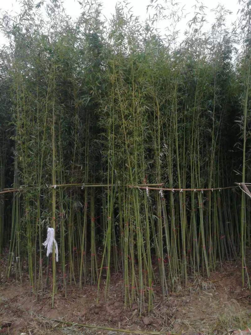 青竹