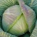 【海量货源】湖北包菜，品质优良，物美价廉，欢迎订购！