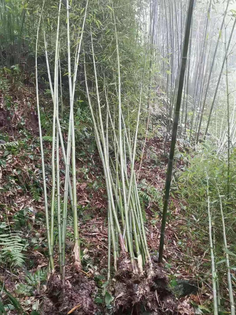 刚竹